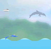 Dolphin Olympics 2